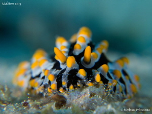 Phyllidia varicosa. by Stéphane Primatesta 